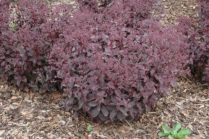 Sedum ‘Black Jack