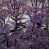 Sedum ‘Black Jack