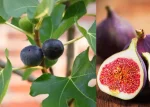 Smochin (Ficus carica) Morena-2L - imagine 4