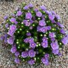 Stokesia laevis MELS BLUE Mel’s-2L
