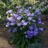Stokesia laevis MELS BLUE Mel's