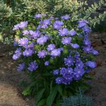 Stokesia laevis MELS BLUE Mel's