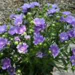 Stokesia laevis MELS BLUE Mel's