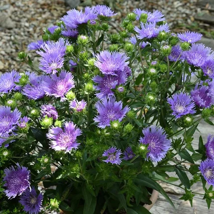 Stokesia laevis MELS BLUE Mel's