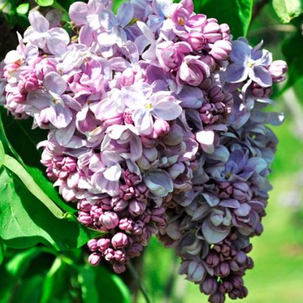Liliac (Syringa vulgaris) General Pershing