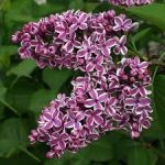 (Syringa vulgaris )Sensation