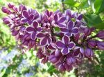(Syringa vulgaris )Sensation