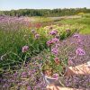 Verbena bonariensis 'Lollipop'