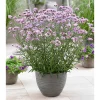 Verbena bonariensis 'Lollipop'