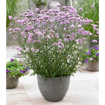 Verbena bonariensis 'Lollipop'