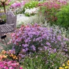 Verbena bonariensis 'Lollipop'