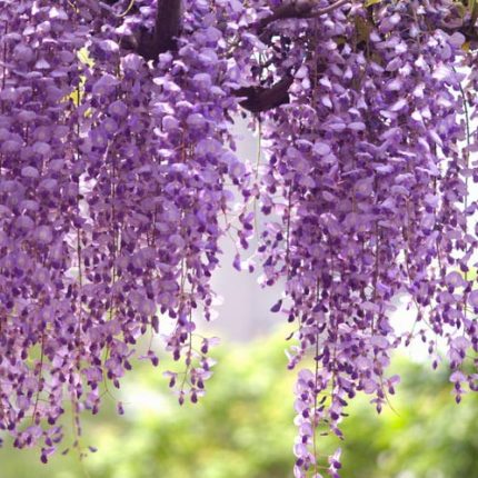 Glicina (Wisteria floribunda) Royal Purple