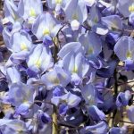 Glicina (Wisteria floribunda) Blue Dream