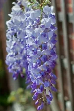 Wisteria floribunda Blue Dream