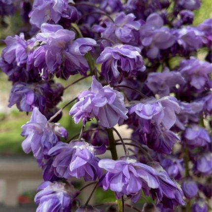 Wisteria floribunda Violacea Plena