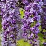 Wisteria floribunda Violacea Plena