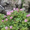 Zmeur arctic (Rubus arcticus) Tarja