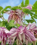 Clematita Pink Surprise