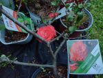 Chaenomeles sp. Orange Storm (gutui japonez)-3L - imagine 4
