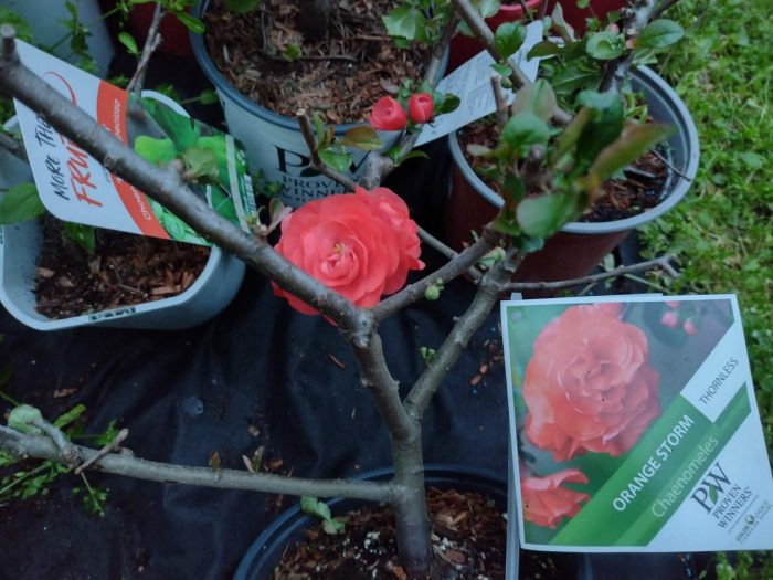 Chaenomeles sp. Orange Storm (gutui japonez)-3L - imagine 4