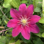 Clematita Acropolis Boulevard