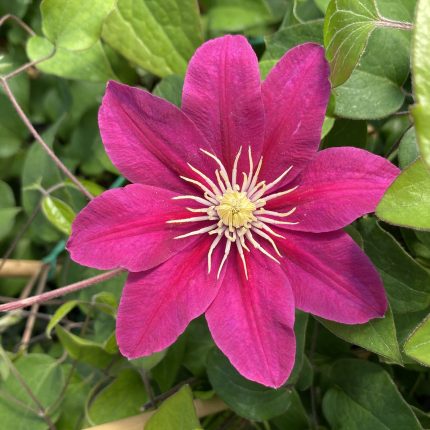 Clematita Acropolis Boulevard
