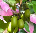 Kiwi (Actinidia kolomikta) Dr Szymanowski