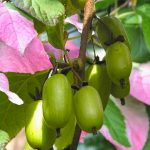 Kiwi (Actinidia kolomikta) Dr Szymanowski