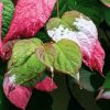 Kiwi (Actinidia kolomikta) Dr Szymanowski