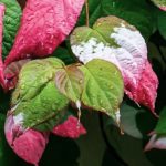 Kiwi (Actinidia kolomikta) Dr Szymanowski