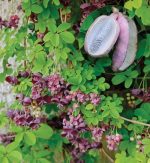 Akebia quinata (vita de ciocolata)