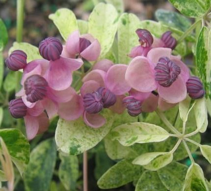 Akebia quinata Variegata C2