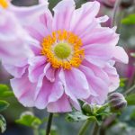 Anemone 'Garden Breeze Whirlwind Pink'-3L