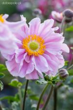 Anemone 'Garden Breeze Whirlwind Pink'-3L