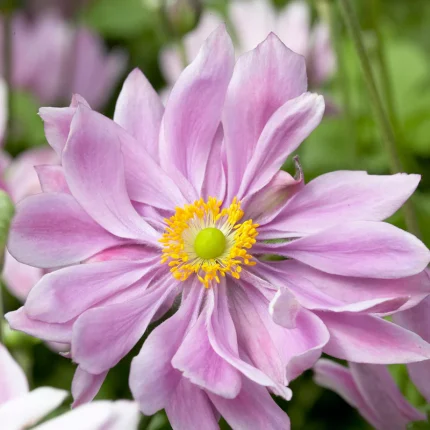Anemone 'Königin Charlotte'