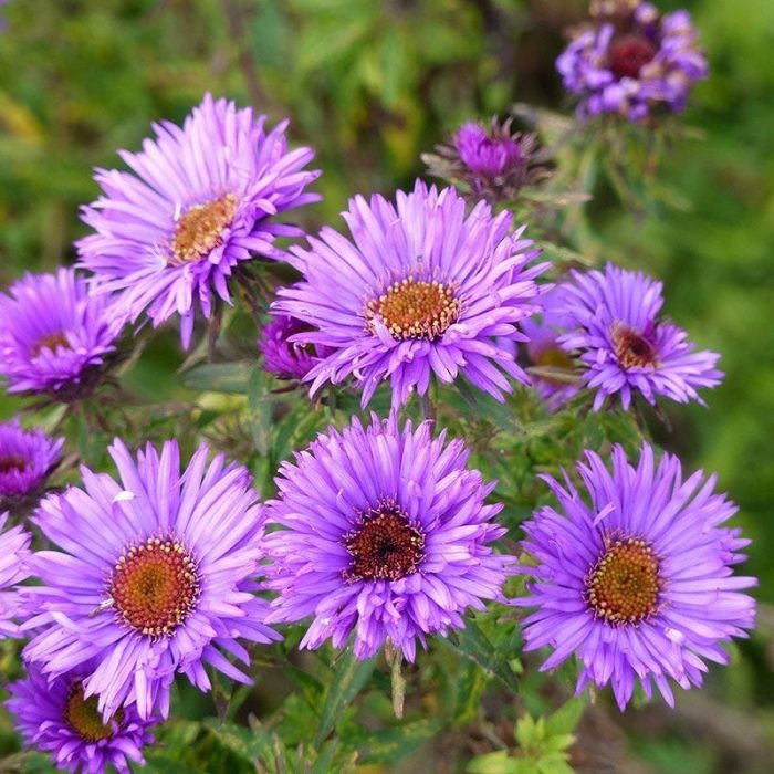 Aster 'Purple Dome'-2L