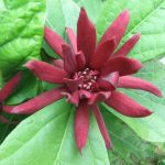 Calycanthus Floridus-5L-parfumat-livrarea din aprilie - imagine 2