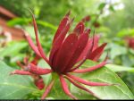 Calycanthus Fertilis