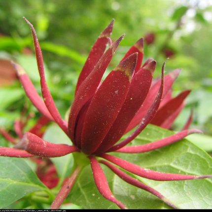 Calycanthus Fertilis
