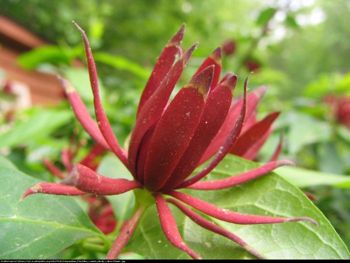 Calycanthus Fertilis