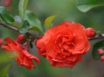 Chaenomeles sp. Orange Storm (gutui japonez)-3L
