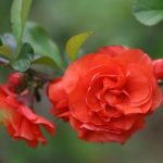 Chaenomeles sp. Orange Storm (gutui japonez)-3L