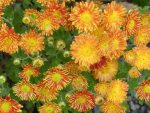 Chrysanthemum 'Neue Kokarde'