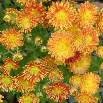 Chrysanthemum 'Neue Kokarde'