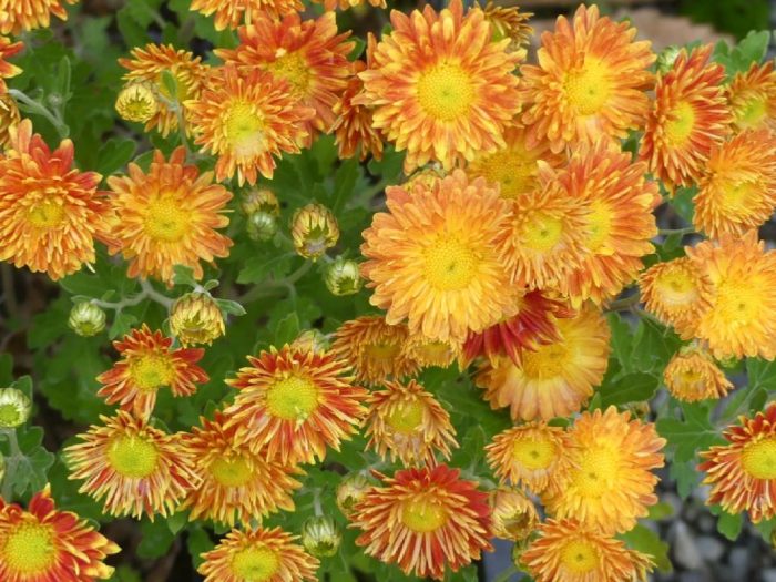 Chrysanthemum 'Neue Kokarde'