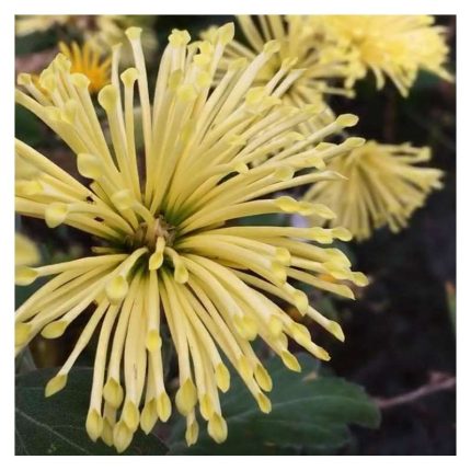 Chrysanthemum 'Yellow Satellit'