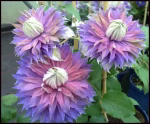 Clematita Diamantina Regal-ghiveci de 11 cm Ø - imagine 3