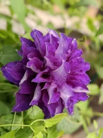 Clematita Shin-shigyoku-2L - imagine 5