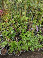 Prezentare ghivece clematis 12 cm diametru - imagine 2