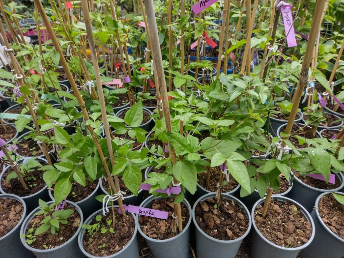 Prezentare ghivece clematis 12 cm diametru